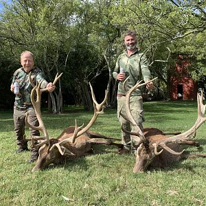 Argentina Hunt Red Stag