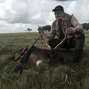 Fallow Deer Hunting Argentina