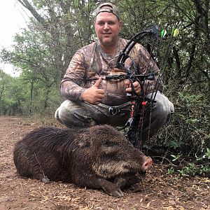 Bow Hunting Wild Boar in Argentina