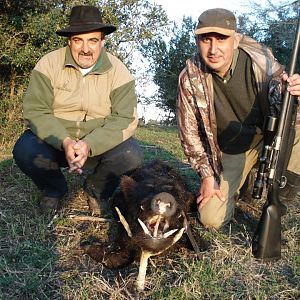 Wild Boar Hunting Argentina