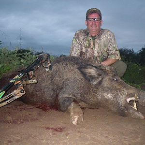 Argentina Bow Hunting Wild Boar