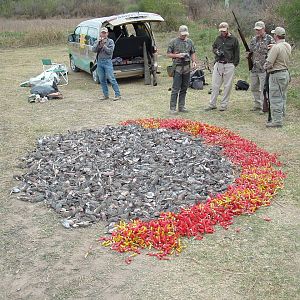 Hunt Doves in Argentina