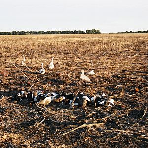 Argentina Duck Hunt