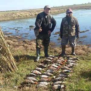 Argentina Hunt Duck