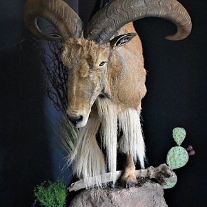 Aoudad Half Mount Taxidermy