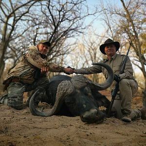 Cape Buffalo Hunt South Africa