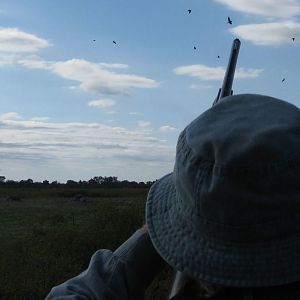 Wingshooting in Argentina