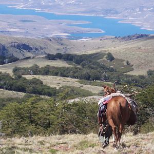 Hunting in Argentina