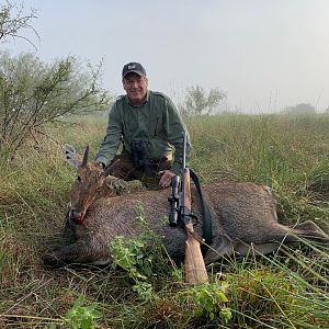 King Ranch Nilgai