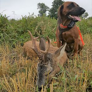 Poland Roe Deer