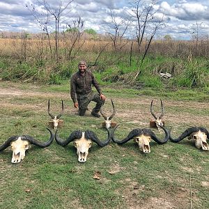 Zimbabwe Buffalo and trophies