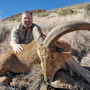 Aoudad Hunt South Africa