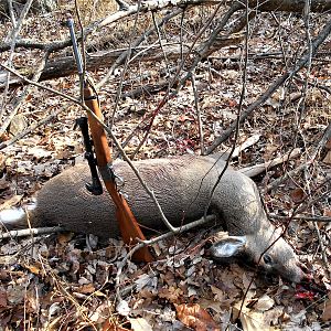 USA Hunting White-tailed Deer Doe