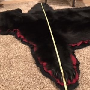 Black Bear Head & Skin Rug