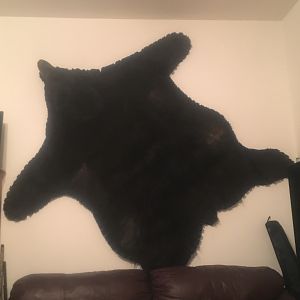 Black Bear Skin Taxidermy