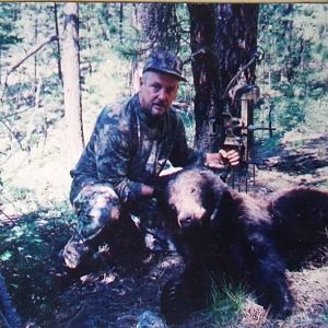 Bear Bow Hunt Arizona USA