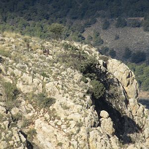 Spain Hunt Ibex