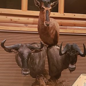 Red Hartebeest, Blue Wildebeest & Black Wildebeest Combo Pedestal Taxidermy