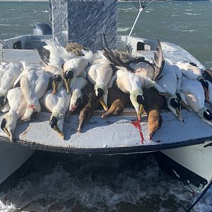 New England USA Hunt Cape Cod Sea Duck