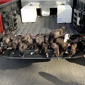 Hunting Cape Cod Sea Duck & Duck in New England USA
