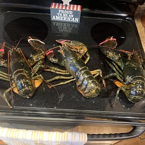Crayfish Catching New England USA