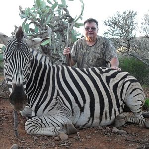 Burchell's Plain Zebra Hunt South Africa