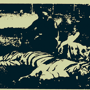 Royal Bengal Tiger Hunt India