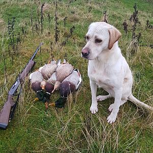 Hunt Duck in Shetland