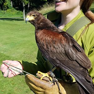 Falconry in Ireland