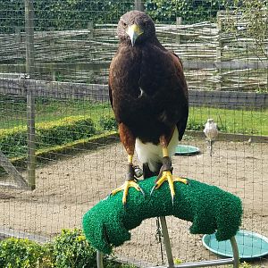 Falconry in Ireland