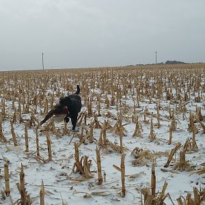 Hunting Pheasant in Kansas USA