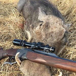 Warthog Hunting South Africa