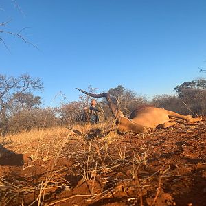 Impala Hunt South Africa