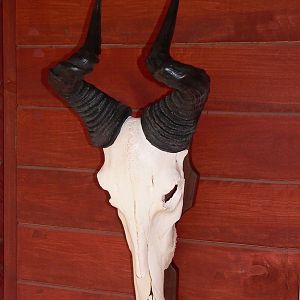 Lichtenstein Hartebeest European Skull Mount