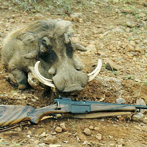 South Africa Hunting Warthog