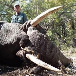 Hunt Elephant in Zimbabwe