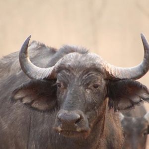 Cape Buffalo Cow in the Sidinda Conservancy Zimbabwe