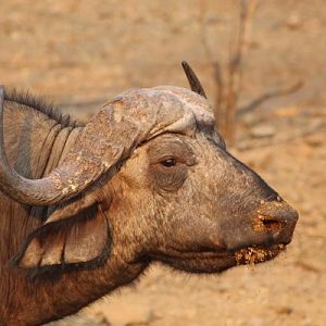 Cape Buffalo in the Sidinda Conservancy Zimbabwe