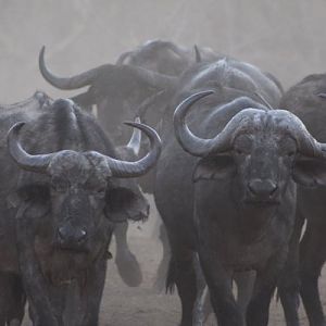 Buffalo Herd in the Sidinda Conservancy Zimbabwe