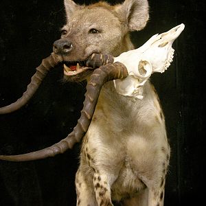 Spotted Hyena Full Mount Taxidermy