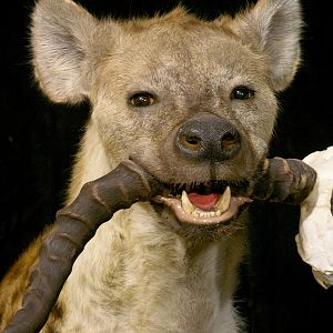 Spotted Hyena Full Mount Taxidermy