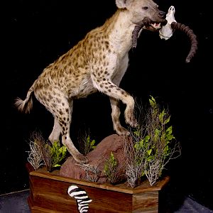 Spotted Hyena Full Mount Taxidermy