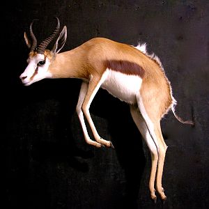 Springbok Full Wall Mount Taxidermy