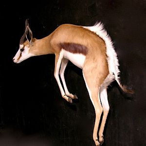 Springbok Full Wall Mount Taxidermy