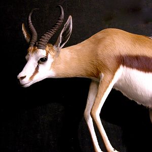 Springbok Full Wall Mount Taxidermy