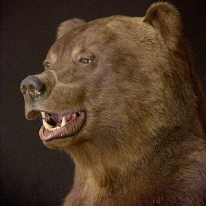 Russian Brown Bear Full Mount Taxidermy