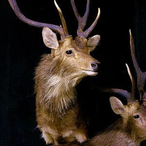 Rusa Deer Pedestal Mount Taxidermy