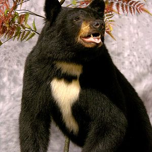 Bibbed Black Bear Full Mount Taxidermy