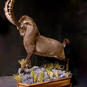 Alpine Ibex Full Mount Taxidermy