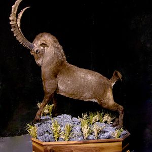 Alpine Ibex Full Mount Taxidermy